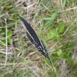 Carex nigra Blüte