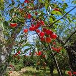 Prunus cerasus Fruchs