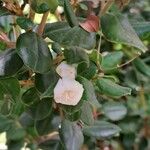 Luma apiculata