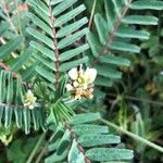 Astragalus boeticus Квітка