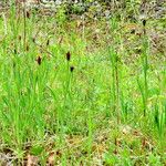 Carex caryophyllea Plante entière