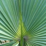 Sabal minor Leaf