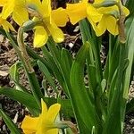 Narcissus minor Flower