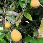 Diospyros major Fruit