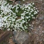 Cerastium uniflorum 花