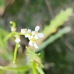 Neotorularia torulosa Λουλούδι