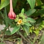 Sida spinosa फूल
