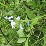 Brimeura amethystina Fula