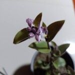 Tradescantia cerinthoidesKukka