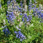 Lupinus sericeus Levél