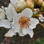 Pyrus pyrifolia Flower