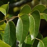 Swietenia mahagoni Ліст