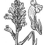 Orobanche lavandulacea Άλλα