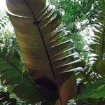 Calathea guzmanioides Leaf