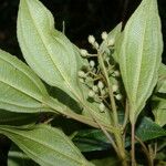 Miconia biperulifera Leaf