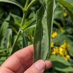 Helianthus maximiliani Leaf