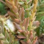 Sedum sediforme Hoja