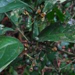 Nichallea soyauxii Fruit