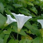 Calystegia sepiumKwiat