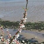 Prunus tomentosa Flor