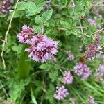 Origanum majoranaFlower