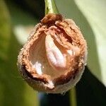 Tilia platyphyllos Fruit