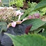 Hydrangea serrata Кветка