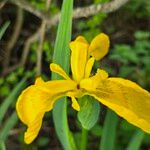 Iris pseudacorus Bloem