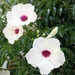 Pandorea jasminoides Flower