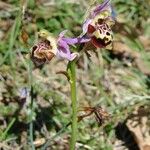 Ophrys pseudoscolopax Други