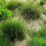 Carex paniculata Blatt