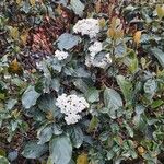 Viburnum tinoides List