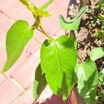 Aristotelia chilensis Fuelha