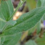 Digitalis thapsi Lapas