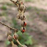 Erythrina abyssinica Fruit