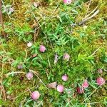 Vaccinium oxycoccos Fruchs