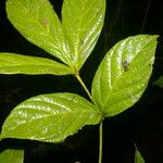 Paullinia pinnata Leaf