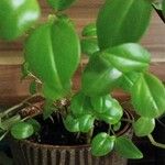 Peperomia magnoliifoliaЛист