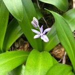 Scilla lilio-hyacinthusЦвят