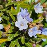 Lithodora zahnii Flor