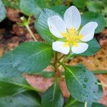 Ludwigia adscendens Blüte