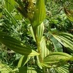 Veratrum album Hoja