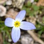 Houstonia caerulea Kukka