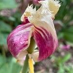 Tulipa grengiolensis Flower