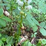 Pyrola media फूल