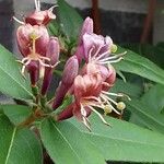 Lonicera acuminata Цветок