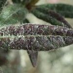 Rhododendron pubescens Hoja
