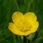 Ranunculus bulbosusFleur