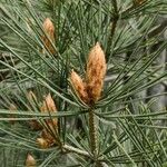 Pinus bungeana Liść