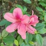 Rhododendron simsii ফুল